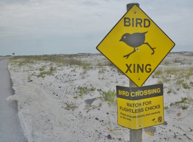 baby chicks sign